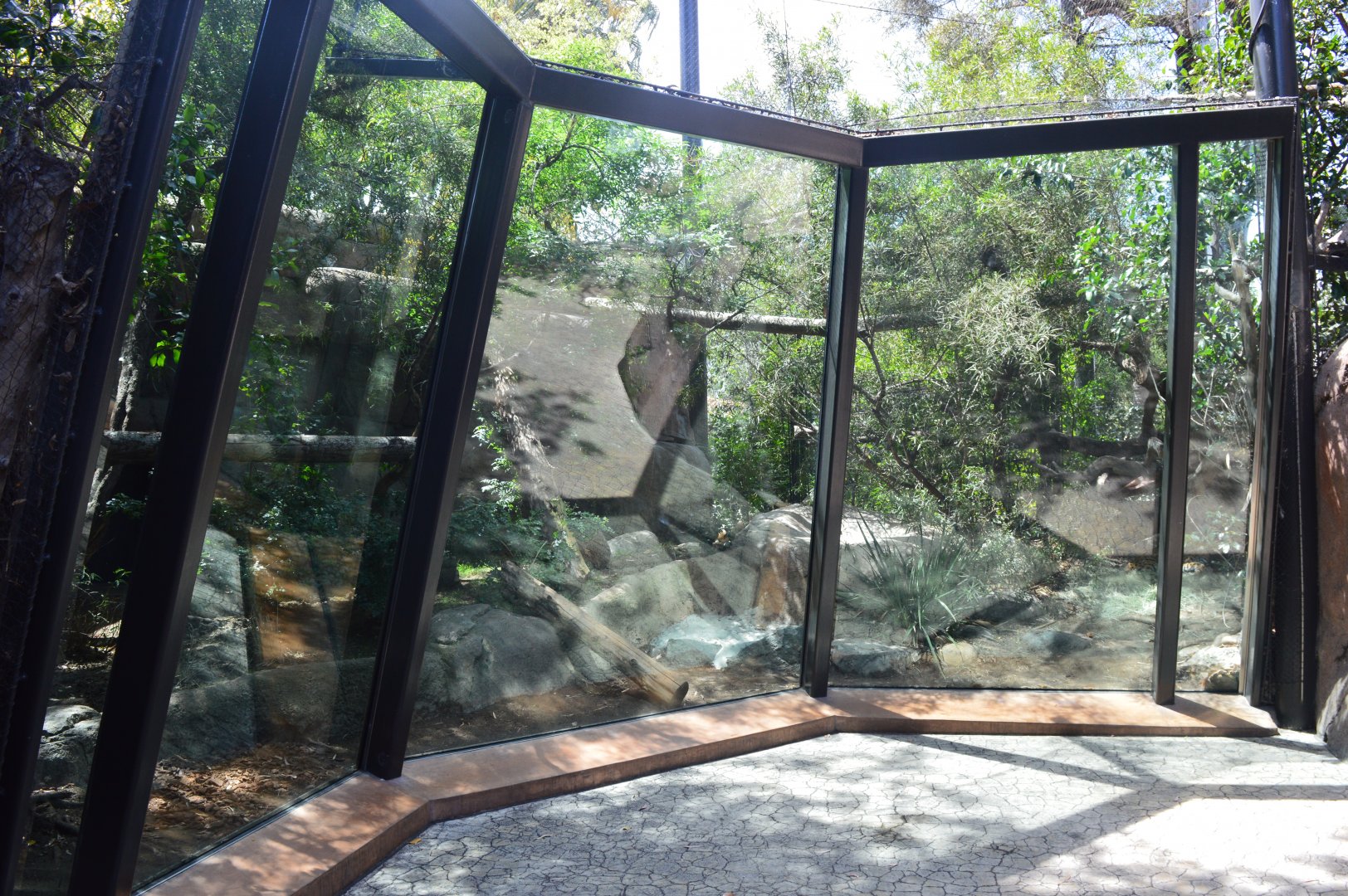 Serval Exhibit (former leopard I think)