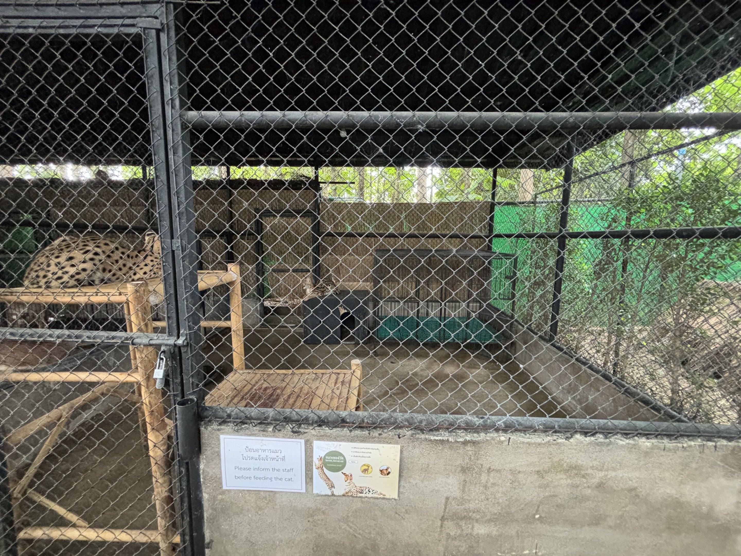 Serval Exhibit - Lanna Mini Zoo