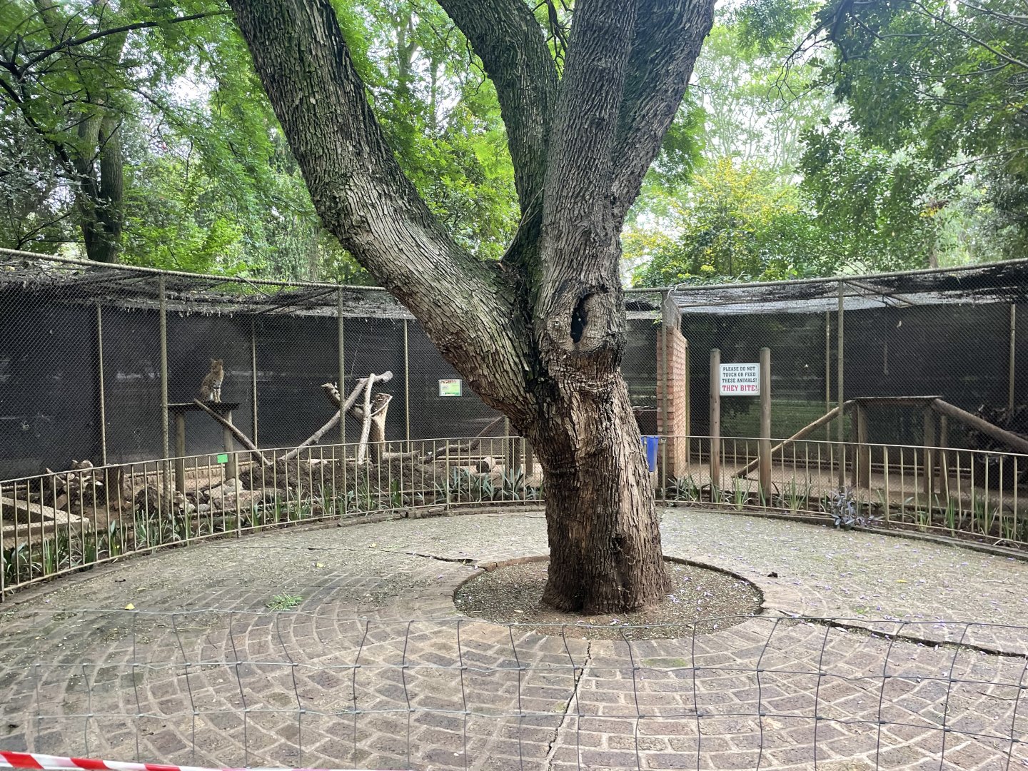Serval Exhibit (Leptailurus serval)