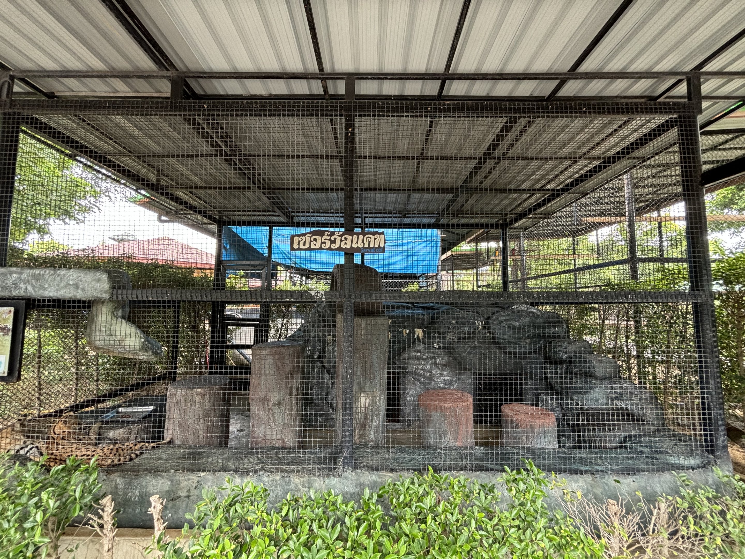 Serval Exhibit - Lion Park