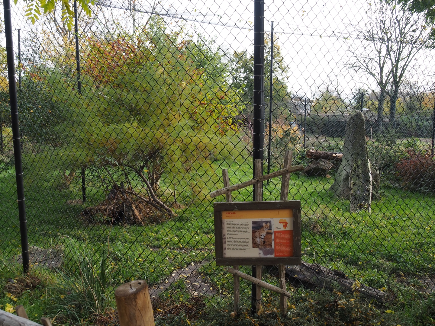 Serval exhibit (Nov 10th, 2018)