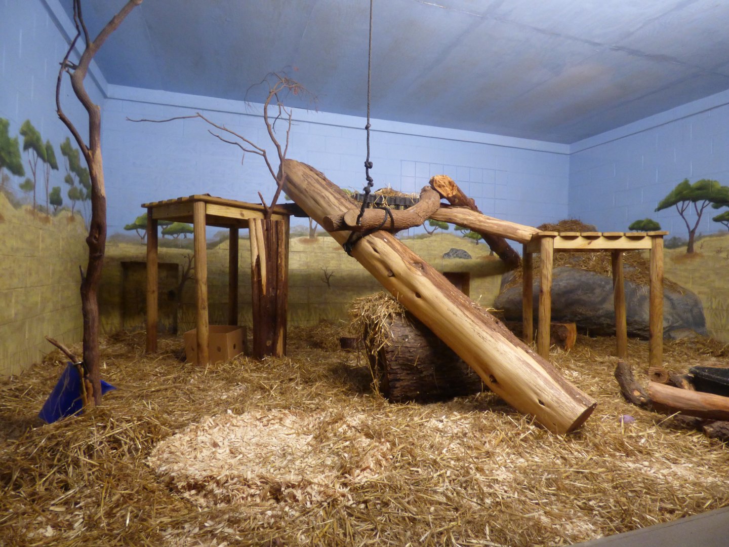 Serval Exhibit, October 2017