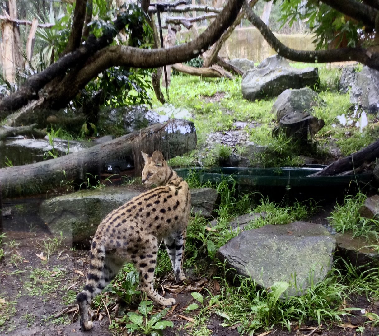 Serval Exhibit One