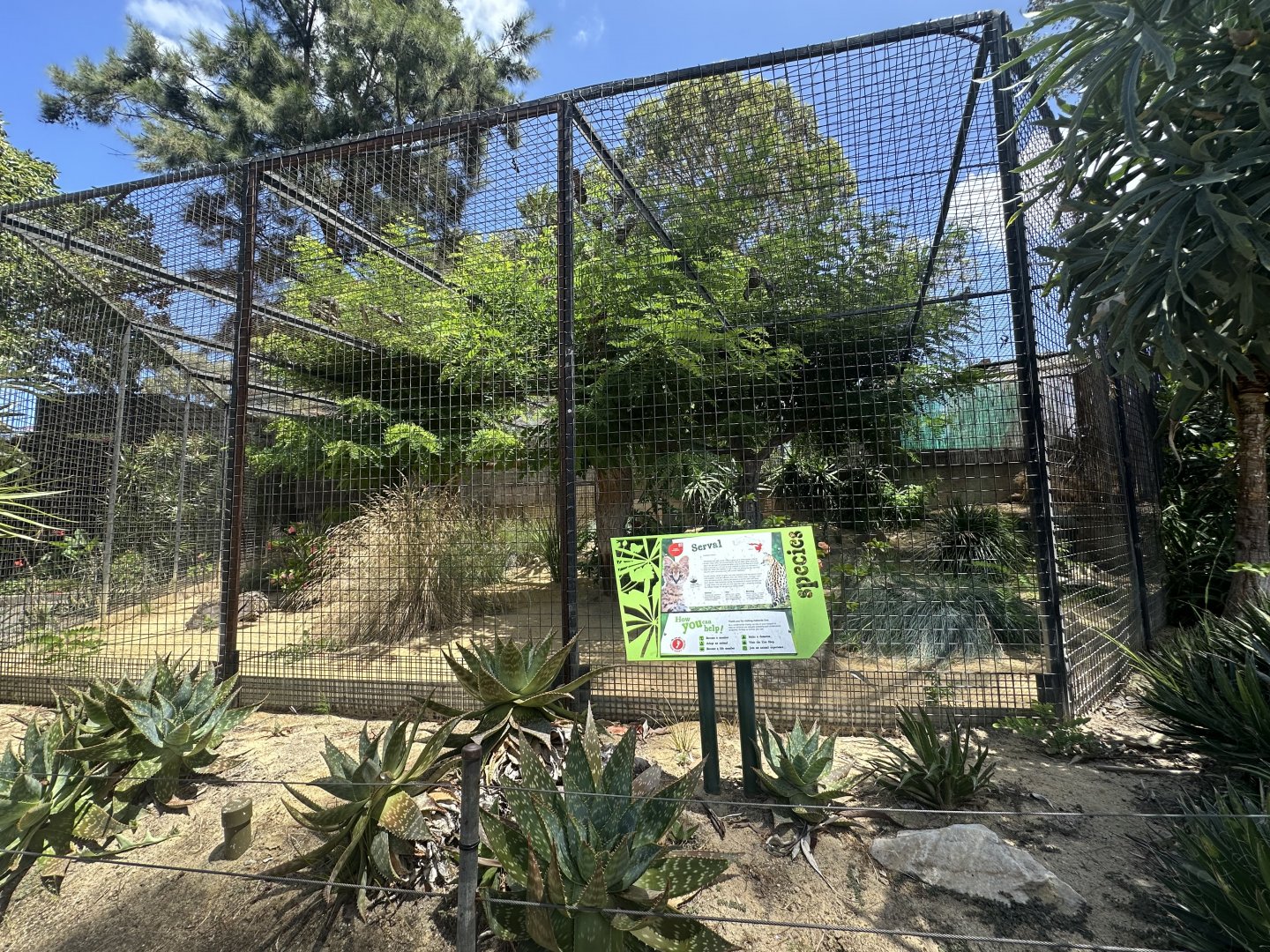 Serval exhibit (right side
