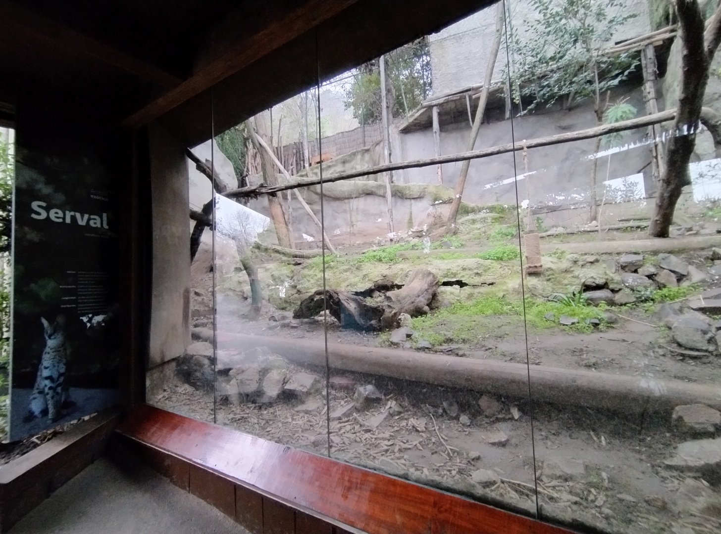 Serval exhibit - Santiago zoo (Zoologico nacional)