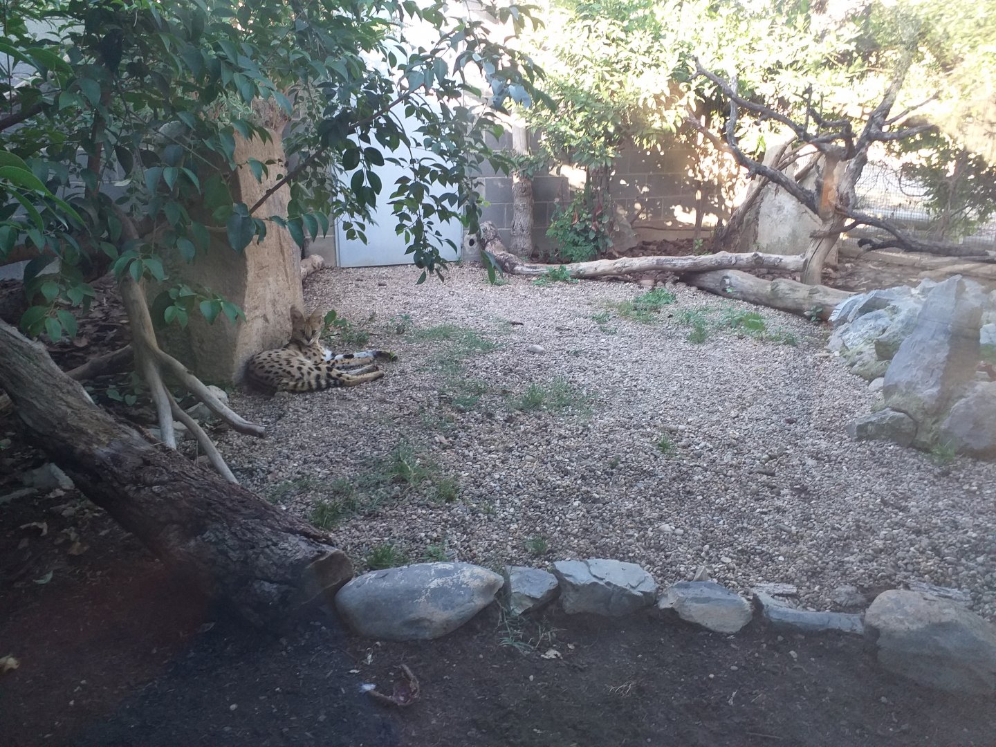 Serval exhibit -Sendaviva (2020)