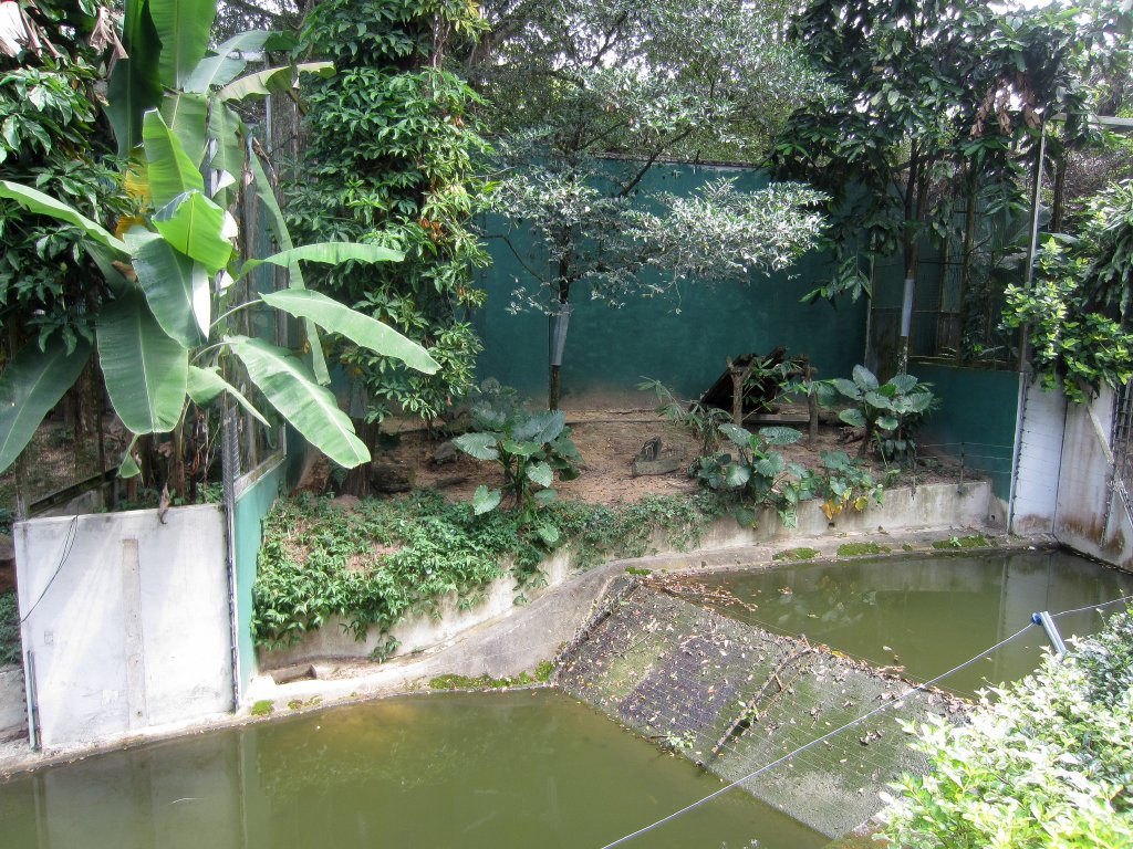 Serval exhibit - serval on left under banana leaf