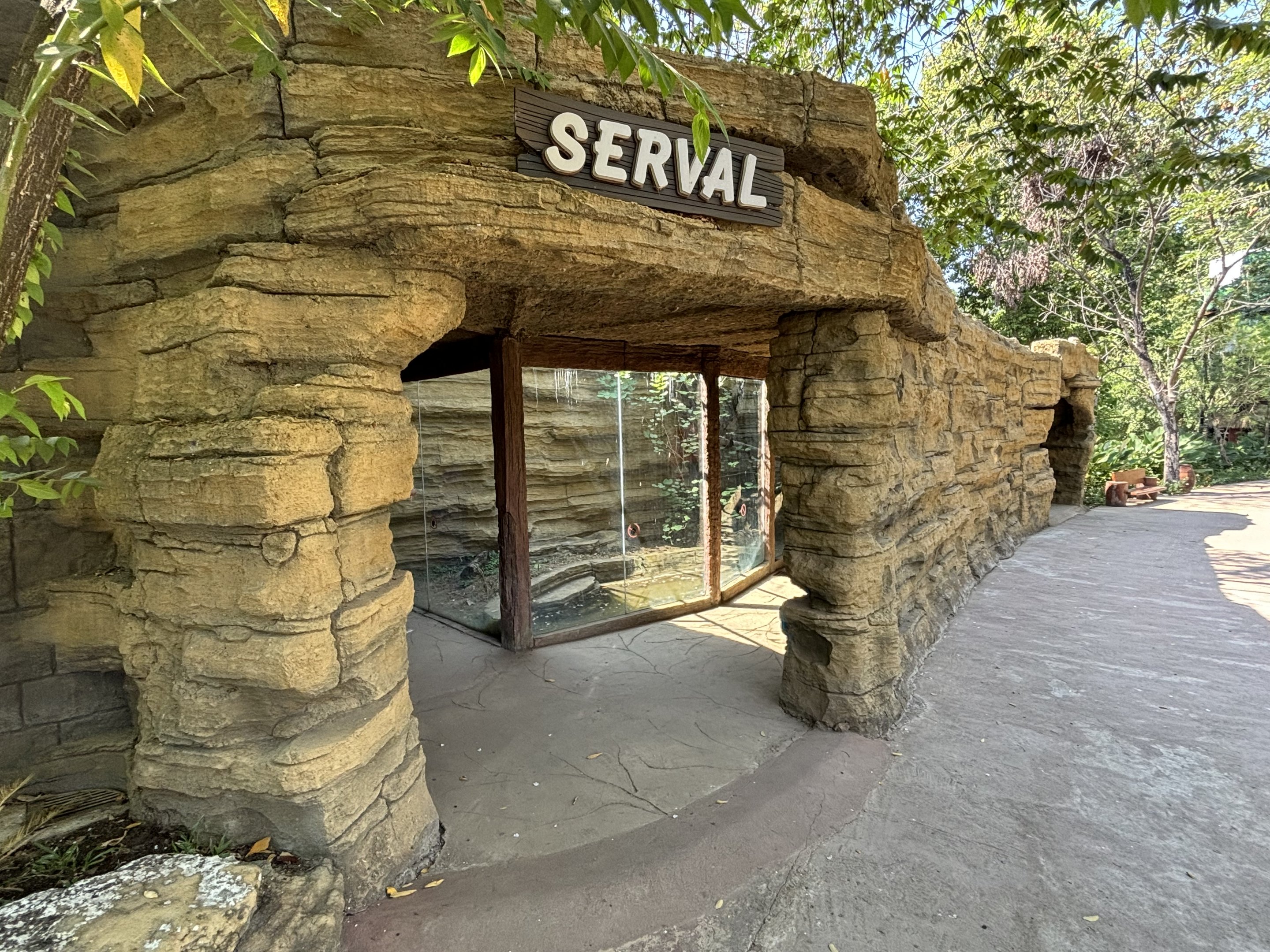 Serval Exhibit - Solo Safari