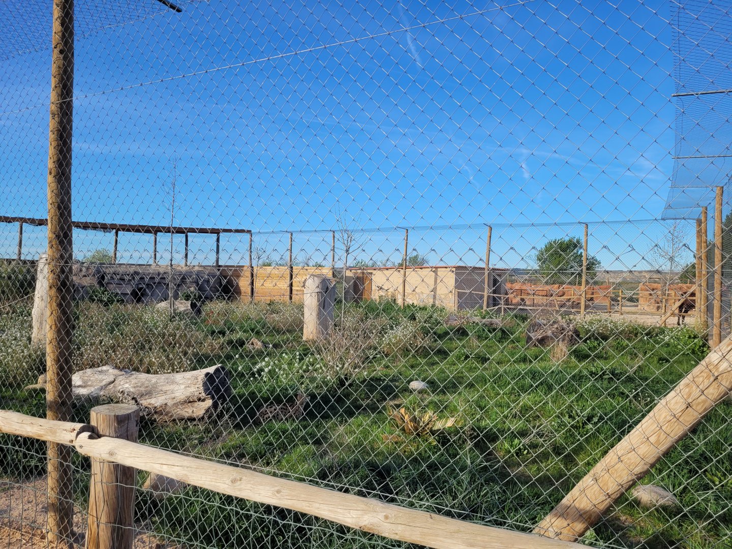 Serval exhibit -Tierra Rapaz (2024)