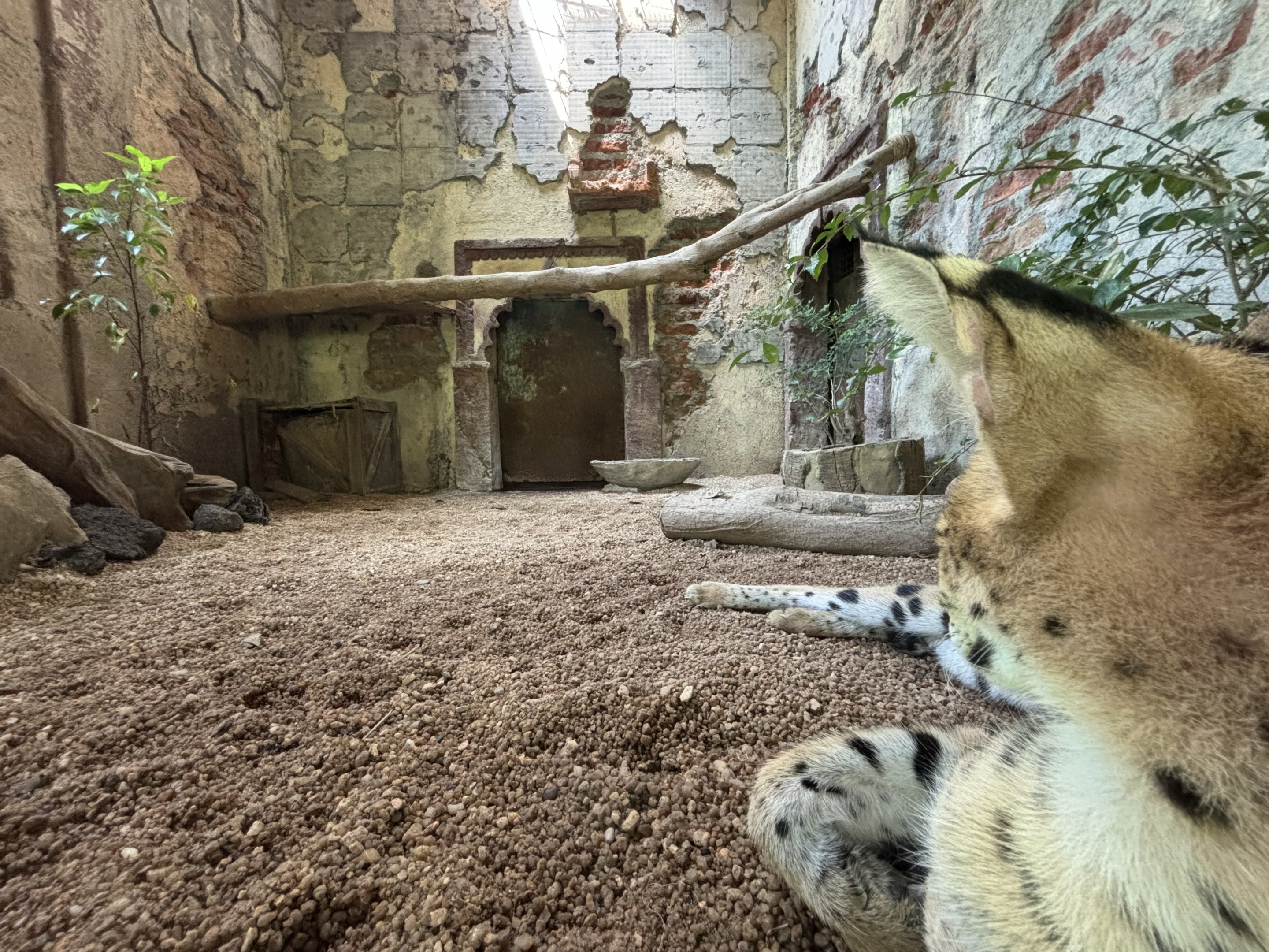 Serval Exhibit - Tiger Temple