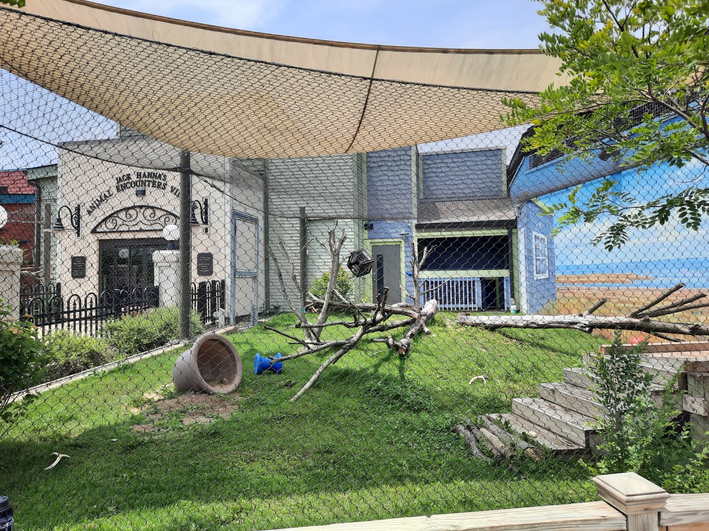 Serval Exhibit (Unseen)