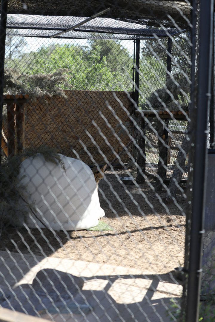 serval exhibit (very basic)