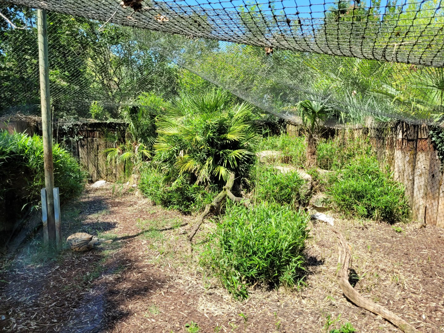 Serval exhibit -Zoo d'Asson (2022)