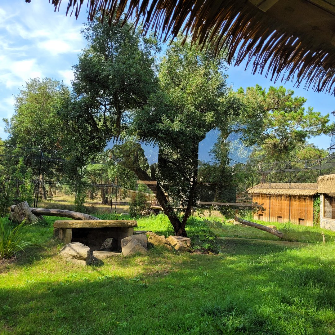 Serval exhibit -Zoo de Labenne (2023)