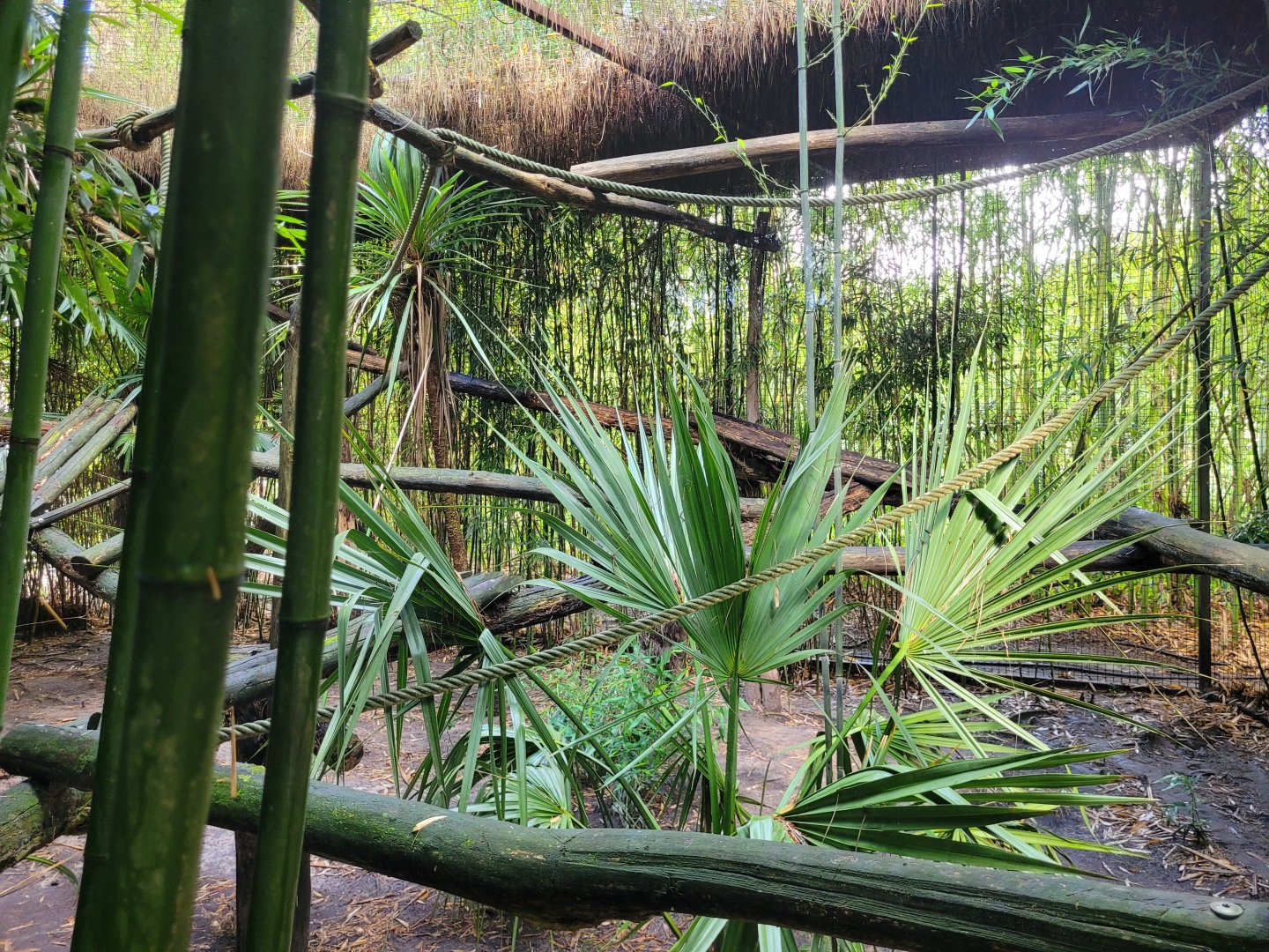 Serval exhibit -Zoo du bassin d'Arcachon (2024)