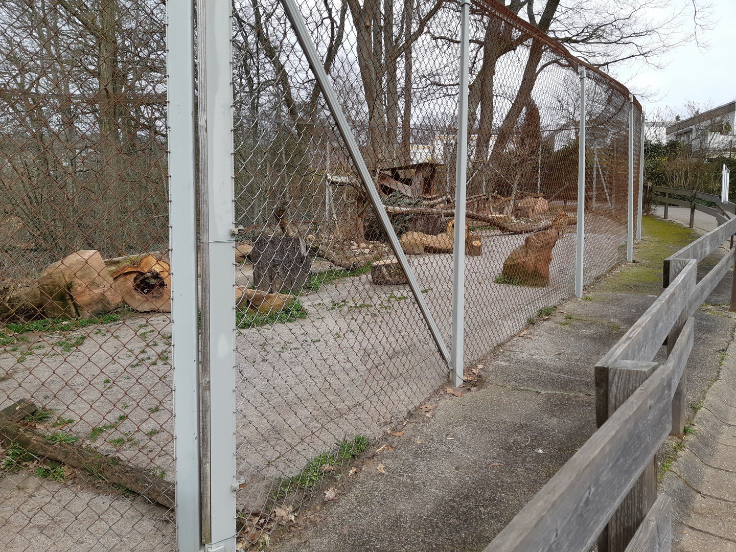 Serval exhibit - Zoo Saarbrücken