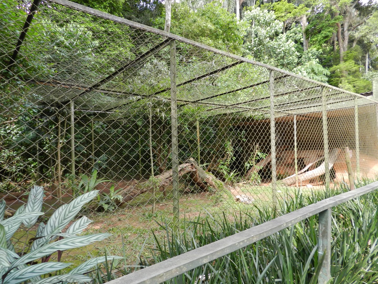Serval exhibit - Zoo São Paulo