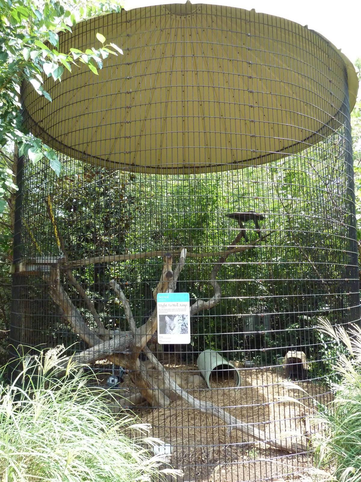 Serval Exhibit