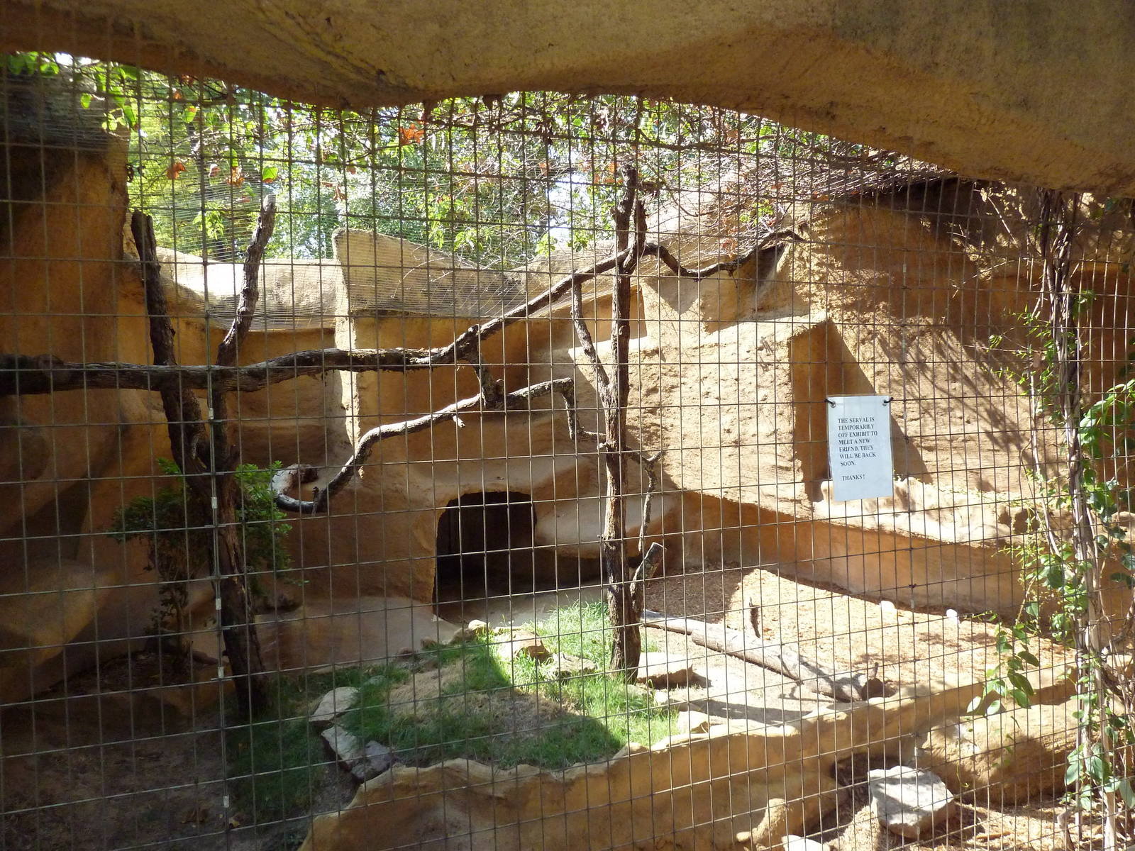 Serval Exhibit