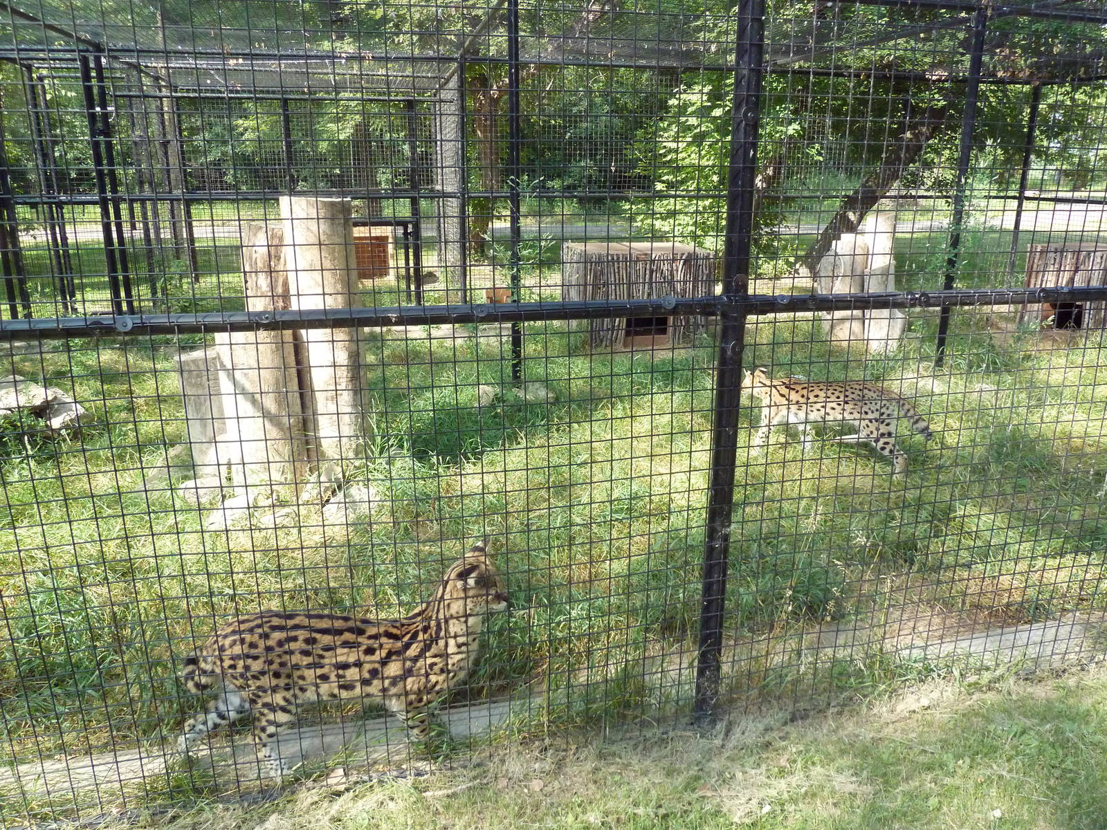 Serval Exhibit
