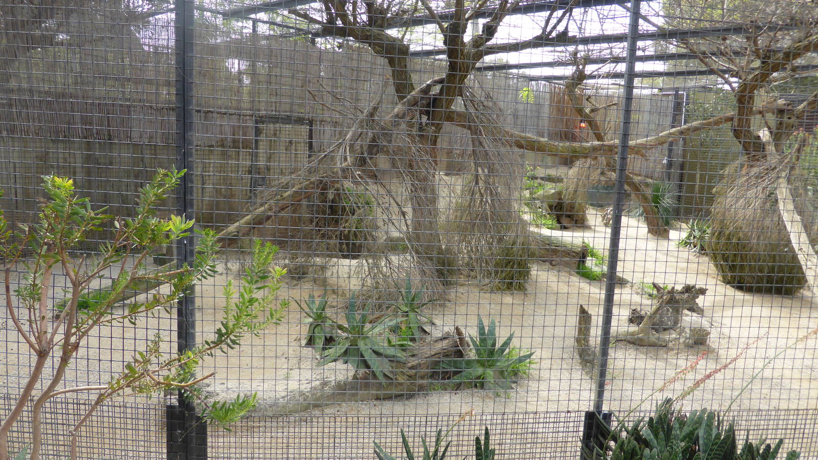 Serval exhibit