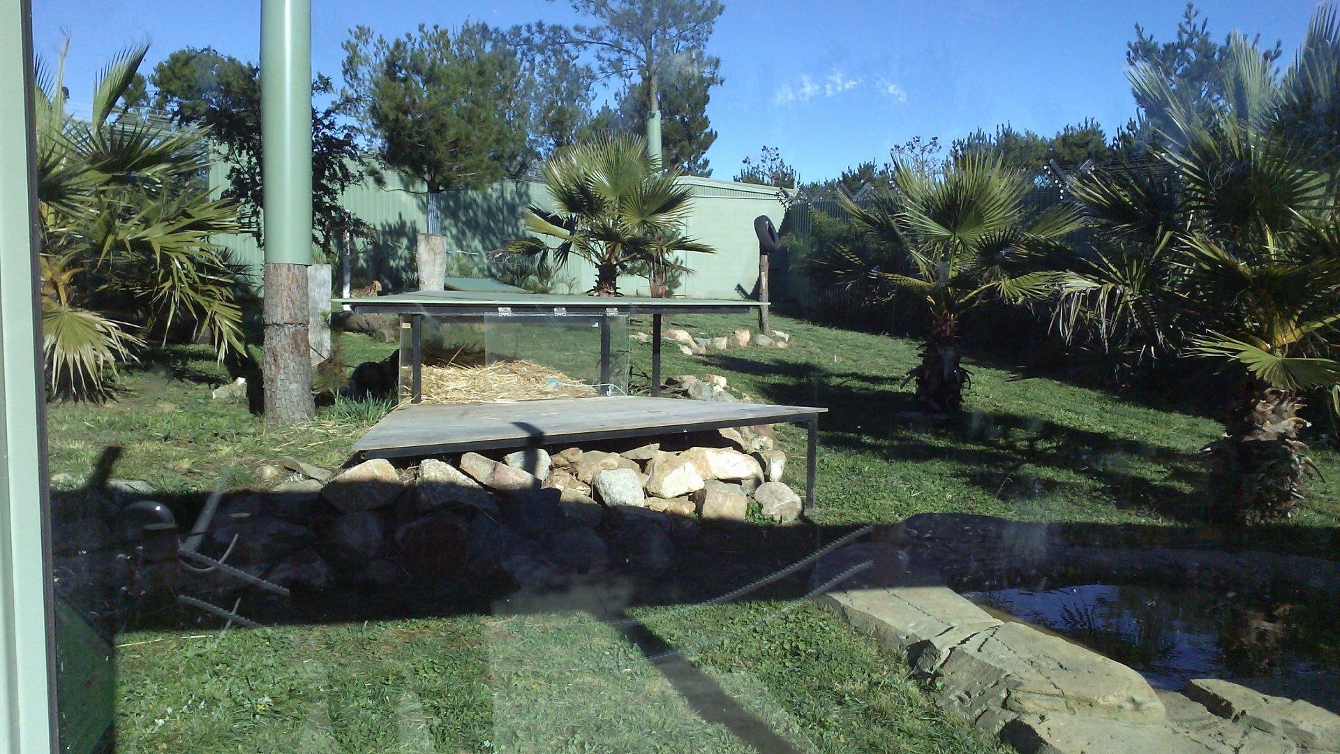 Serval exhibit