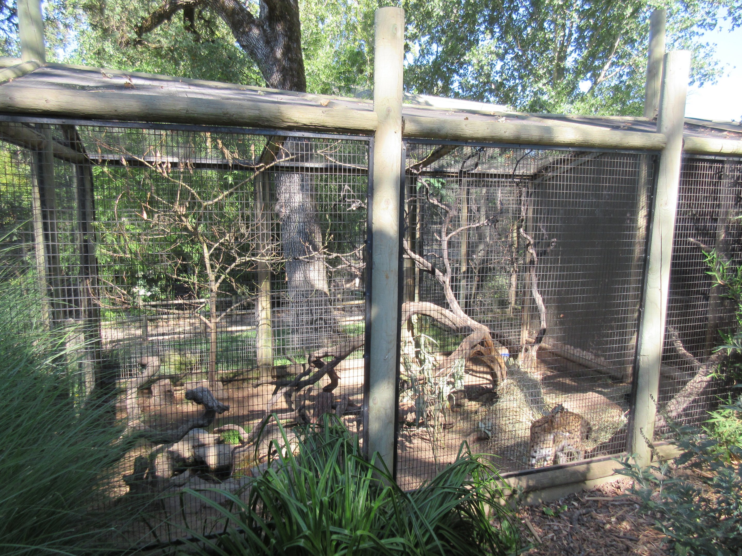 Serval Exhibit