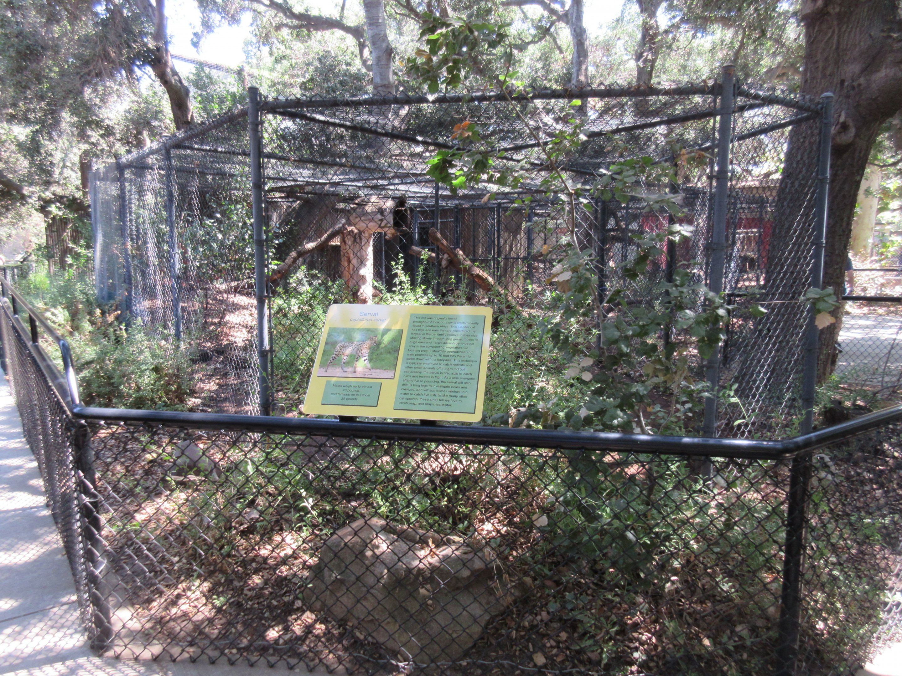 Serval Exhibit