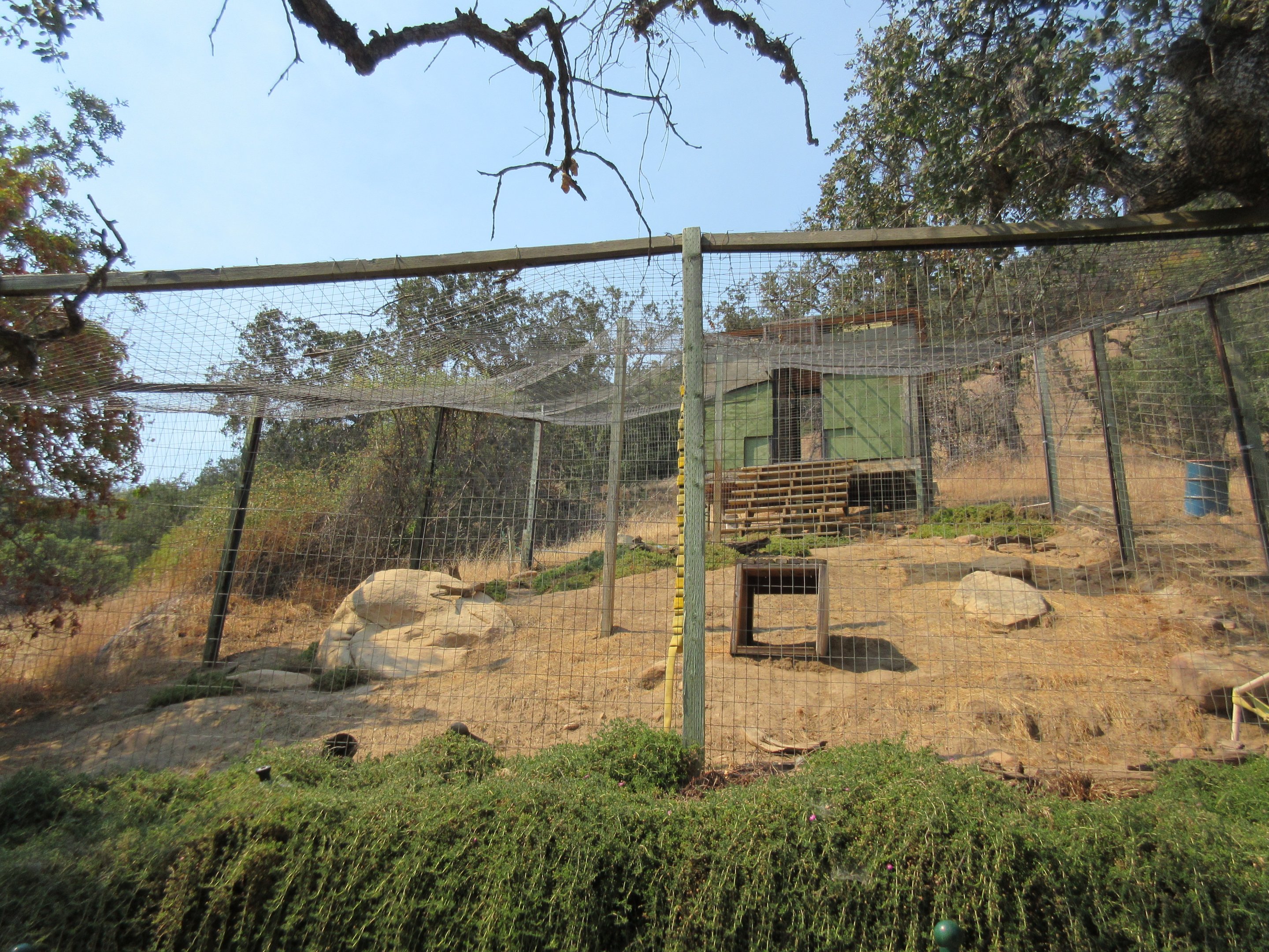 Serval Exhibit
