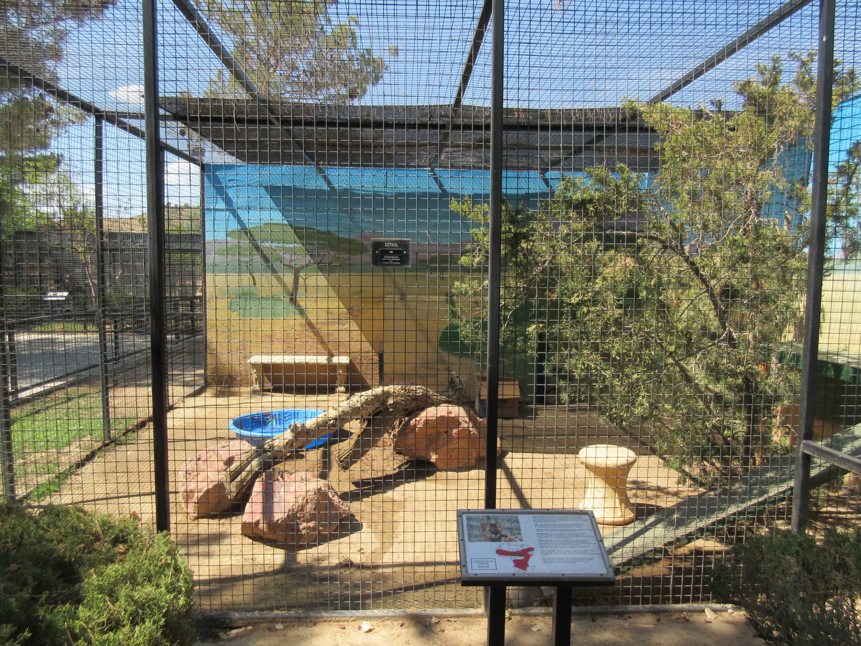 Serval Exhibit