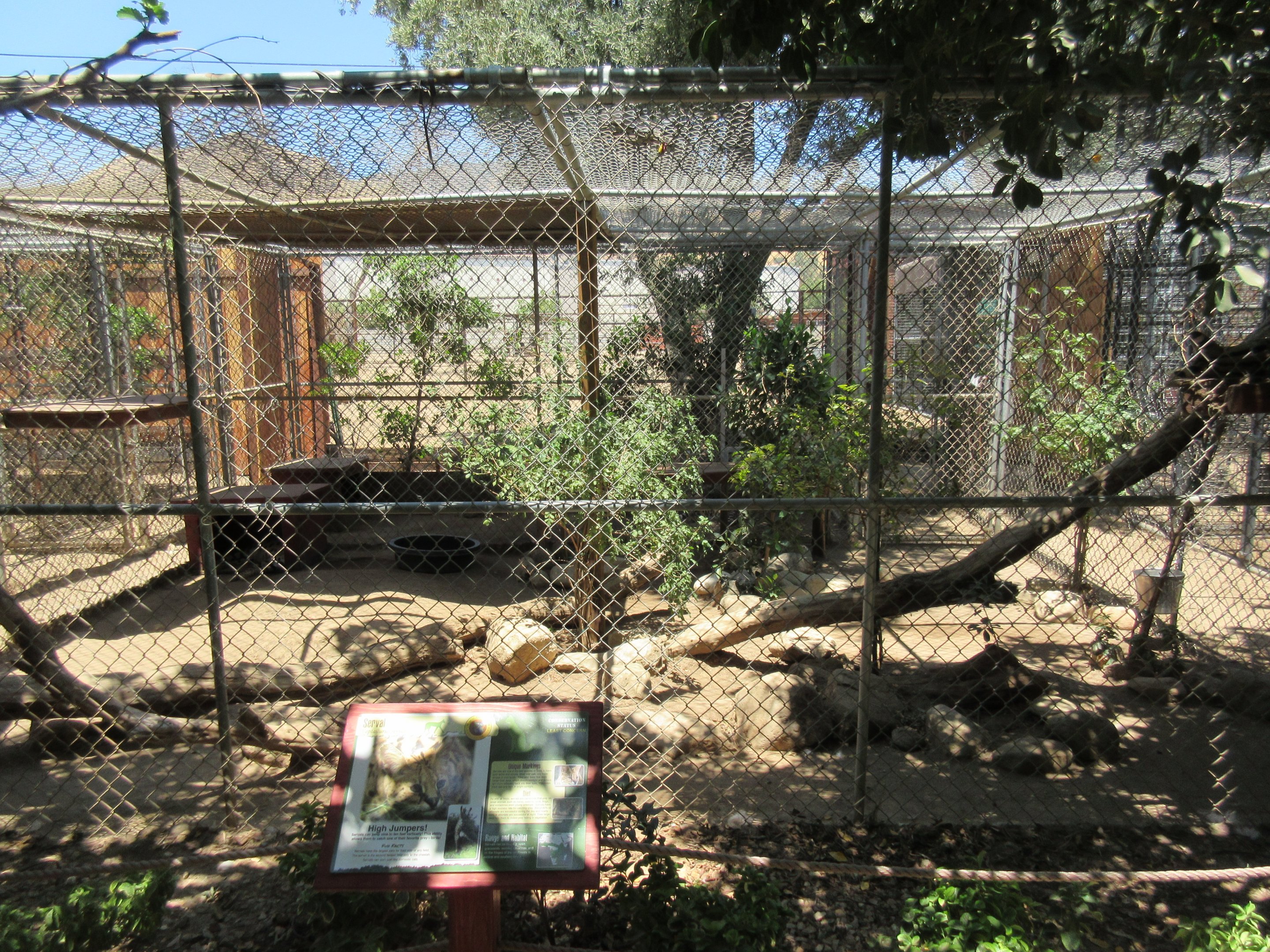 Serval Exhibit
