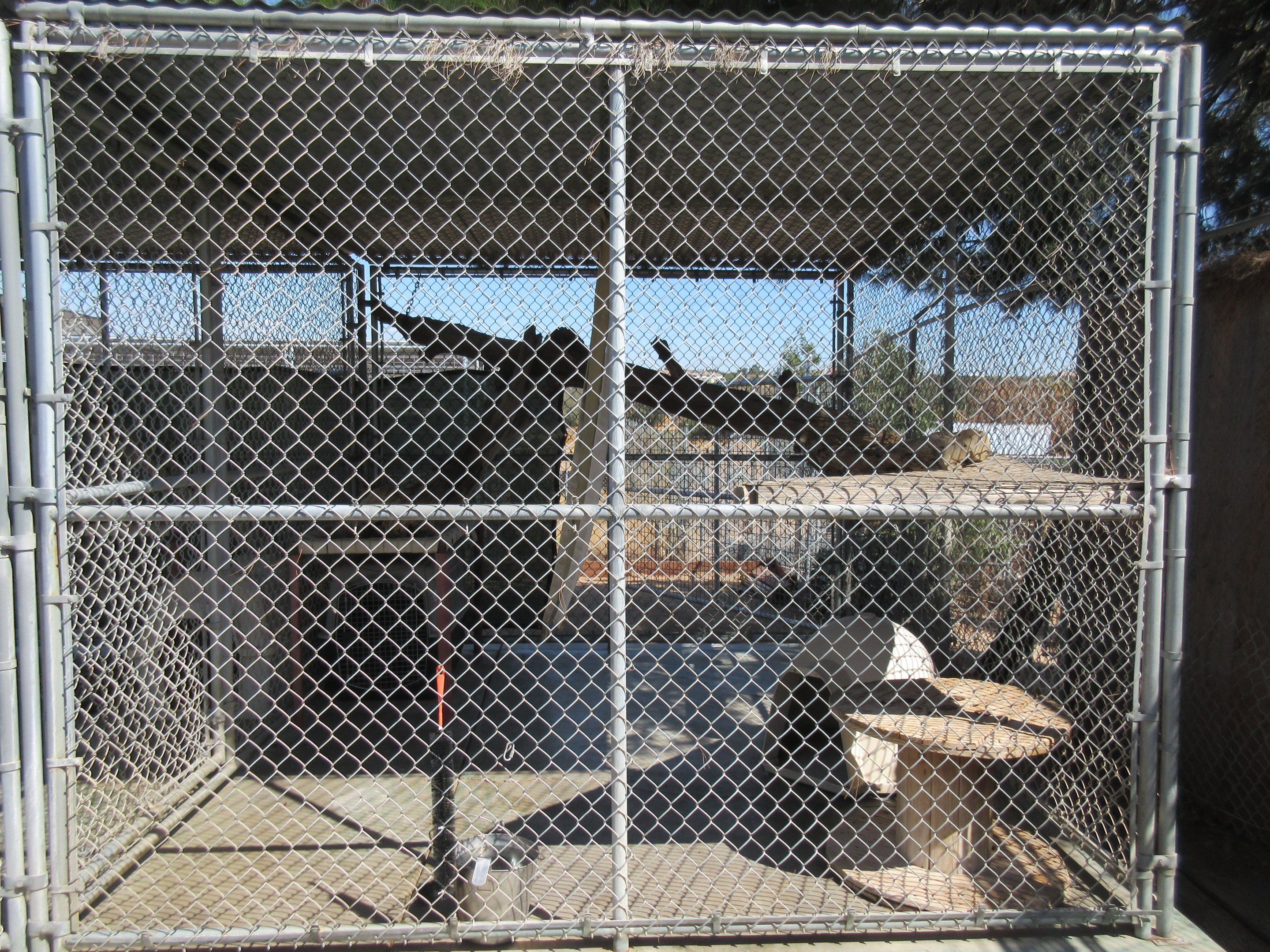 Serval Exhibit