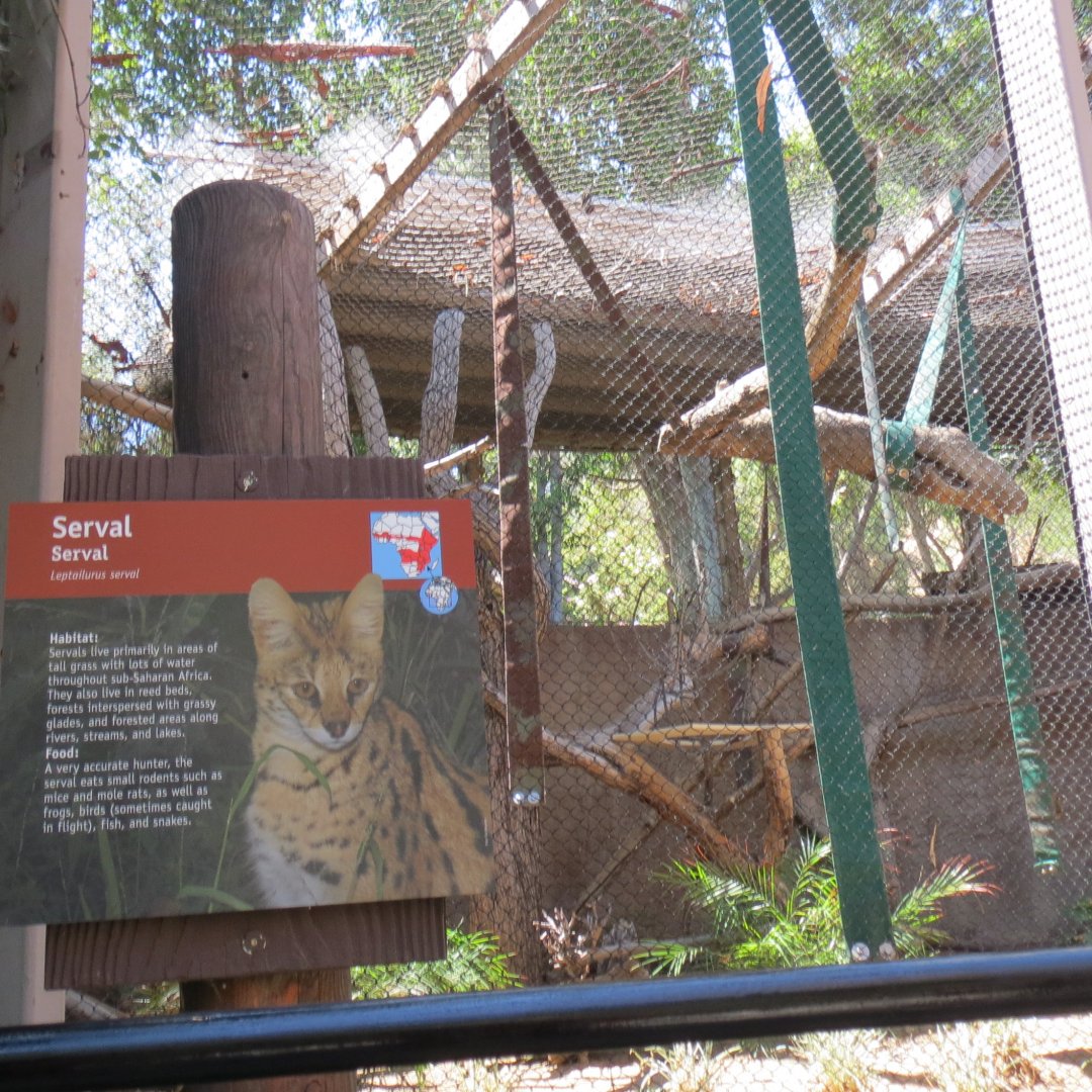 Serval Exhibit