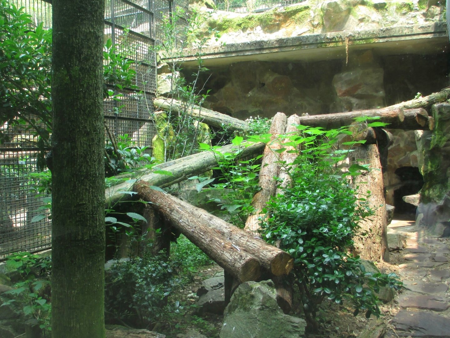 Serval exhibit