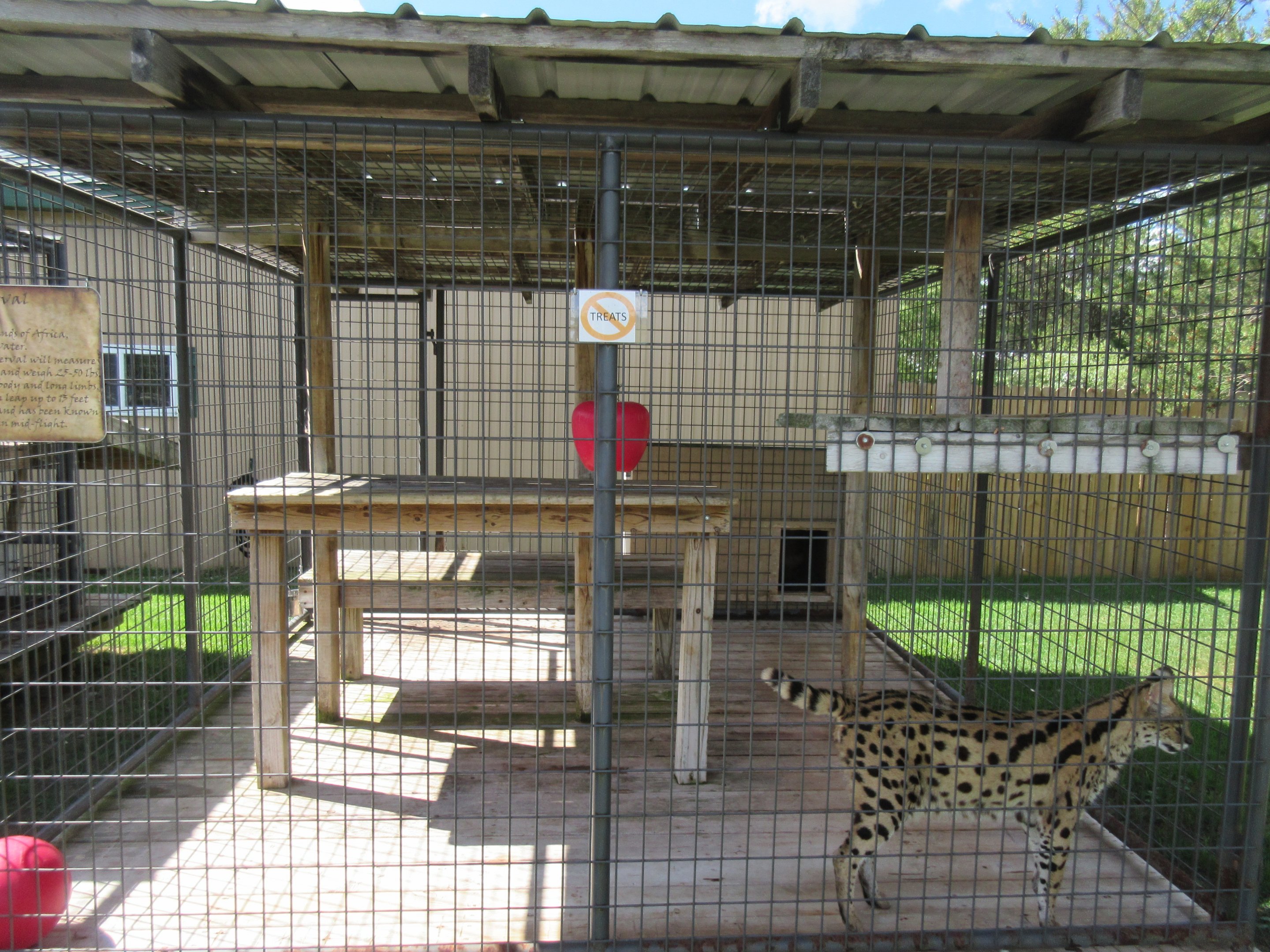 Serval Exhibit