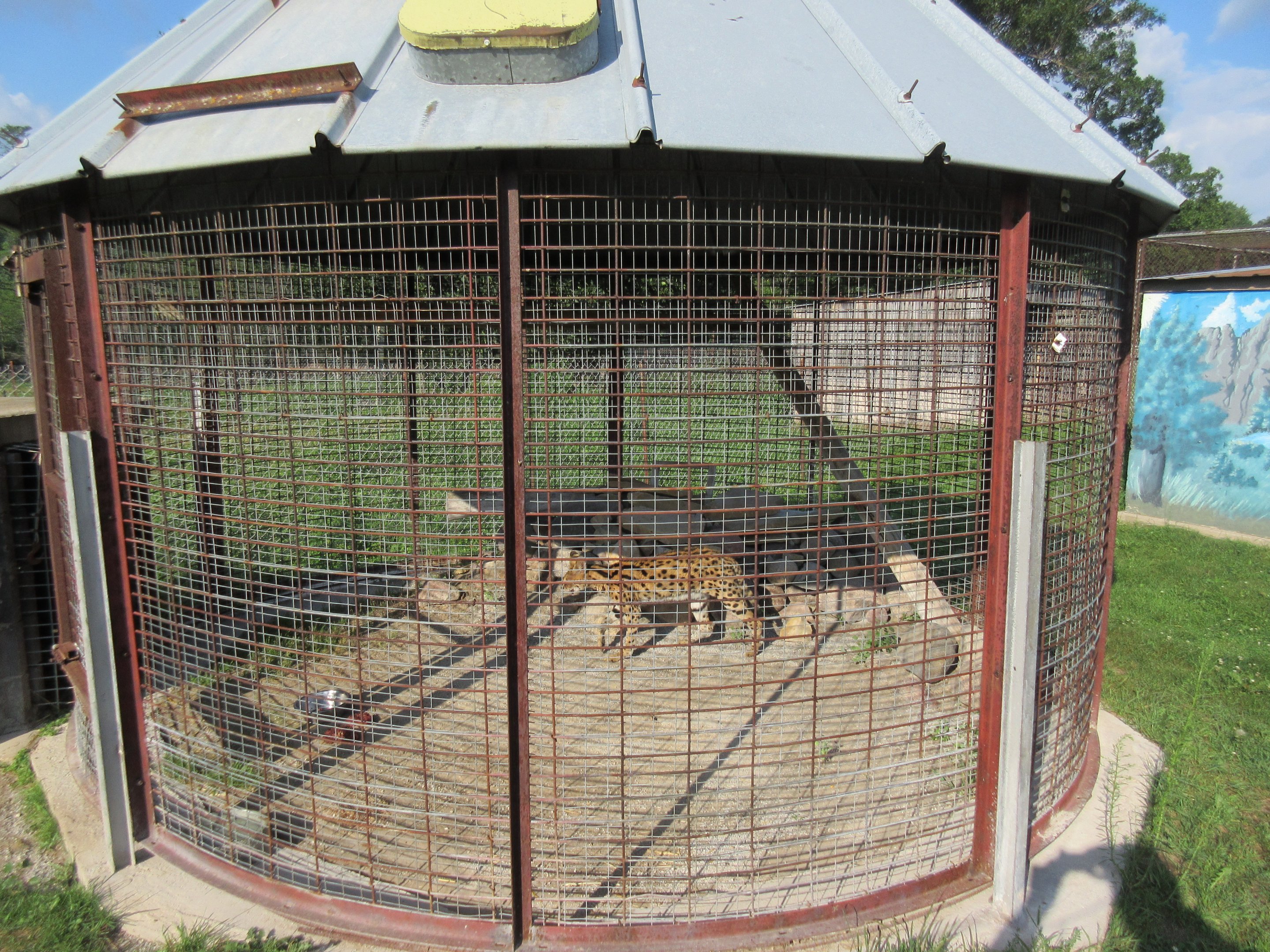 Serval Exhibit