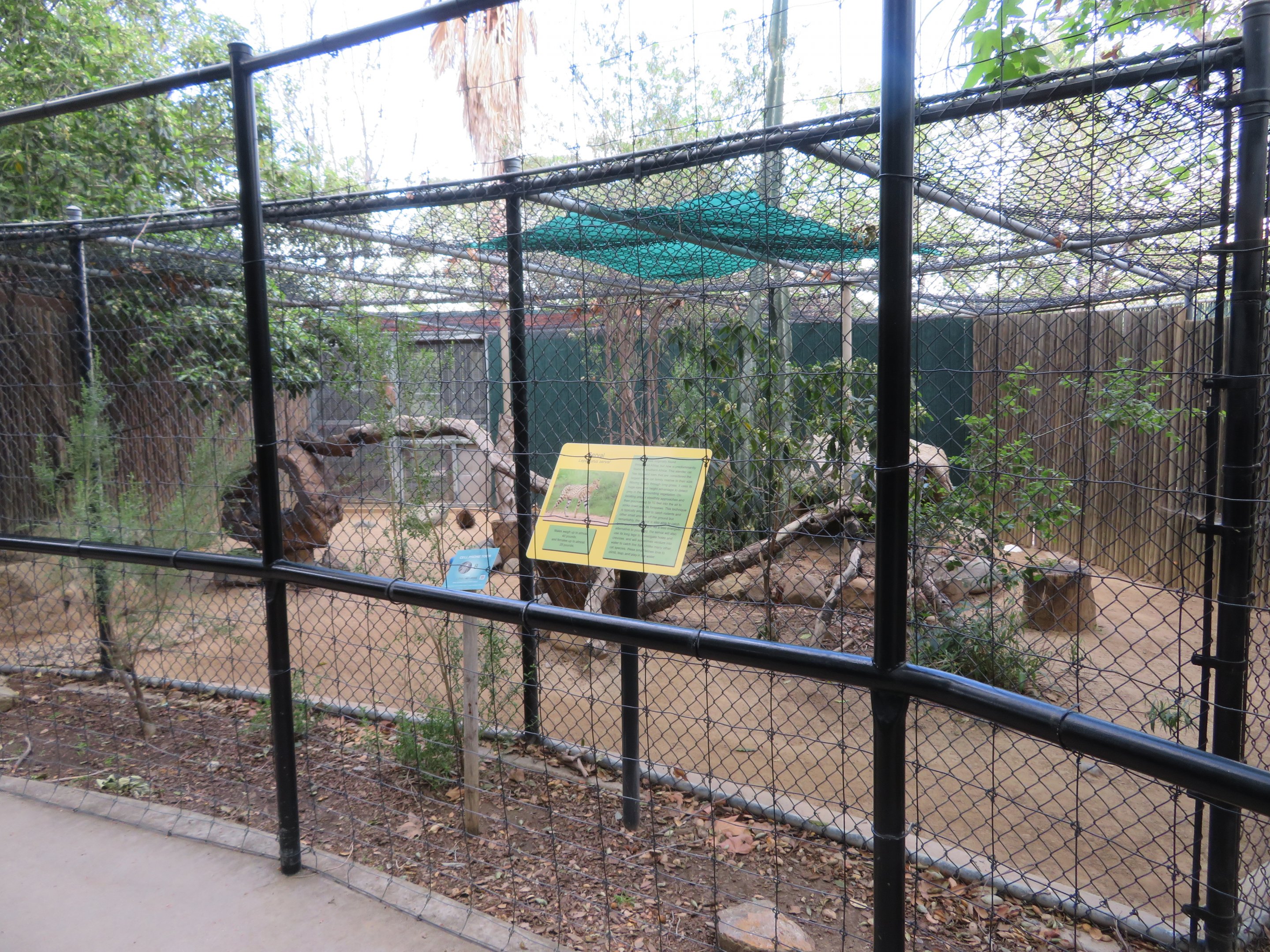 Serval Exhibit