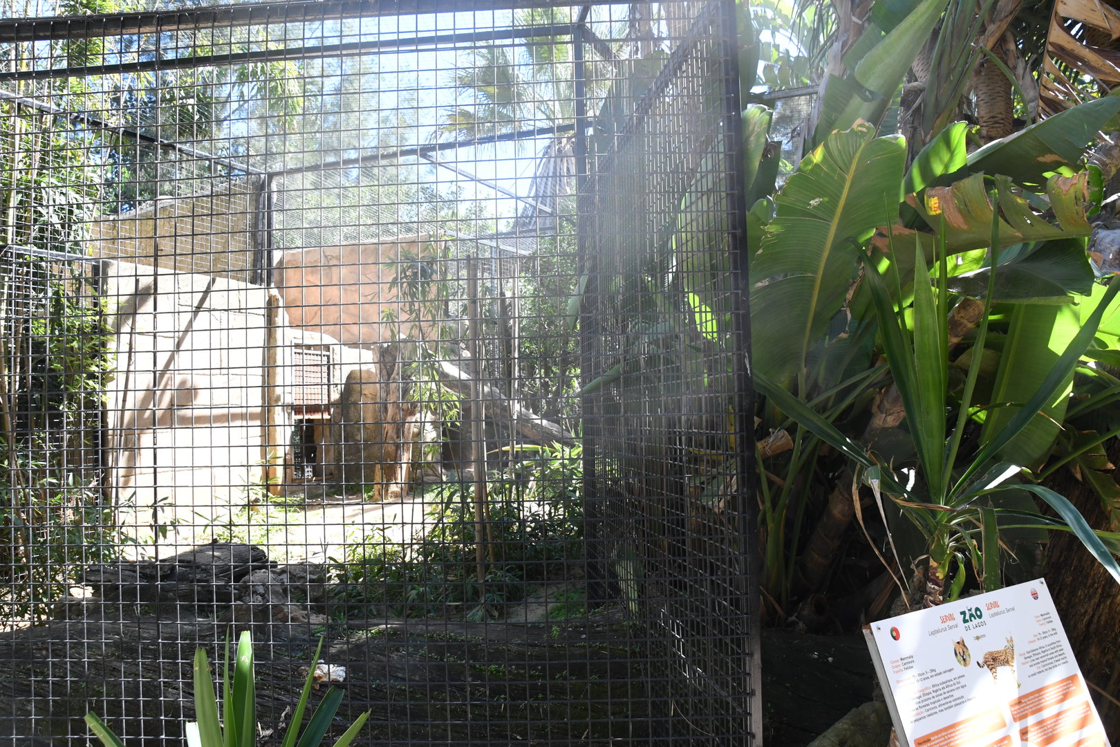 Serval Exhibit