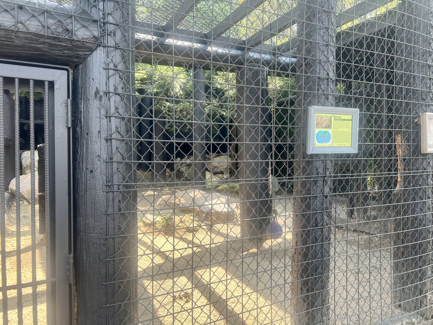 Serval Exhibit