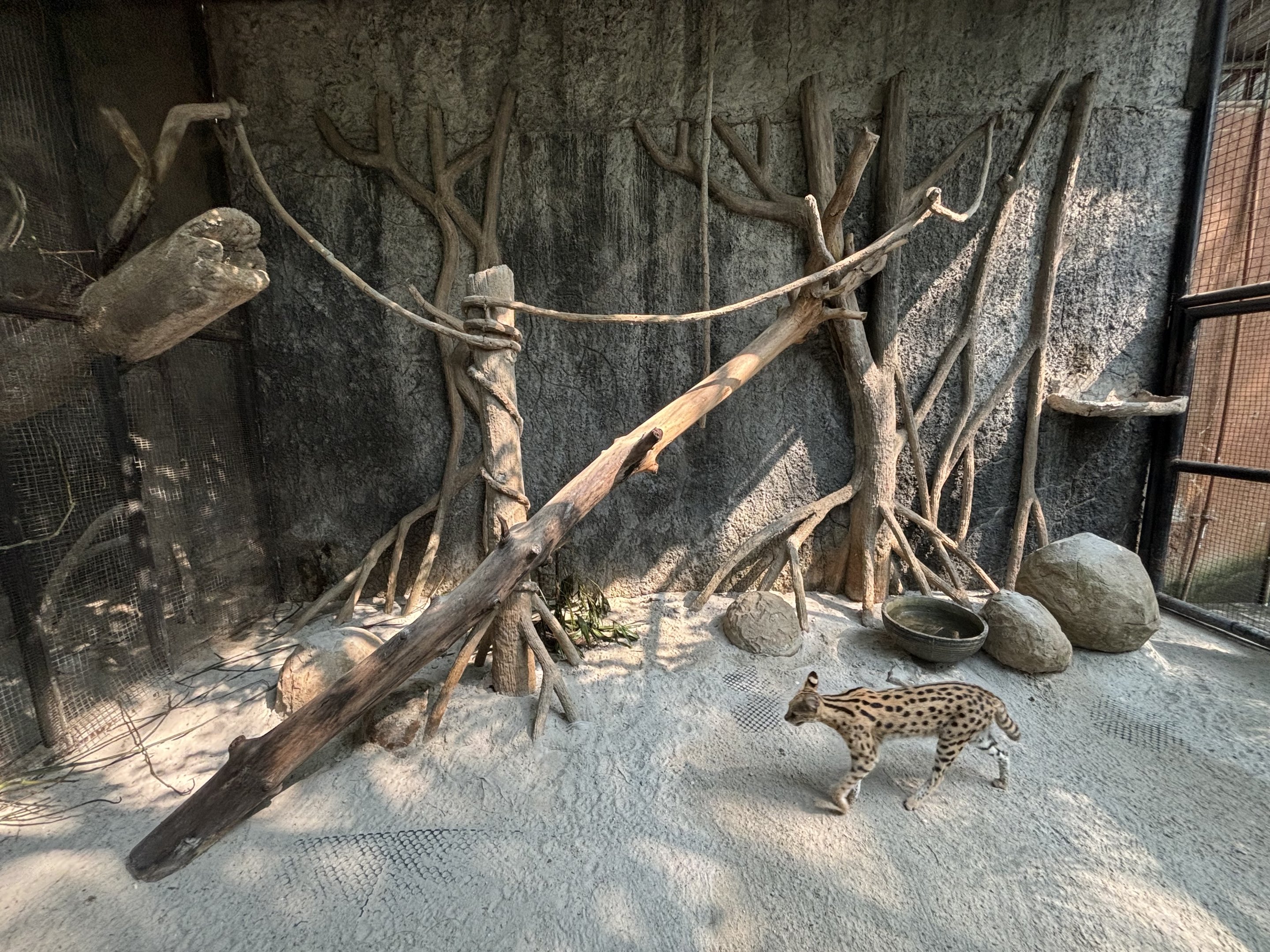 Serval Exhibit