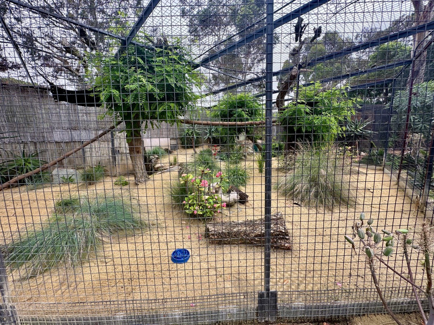 Serval Exhibit