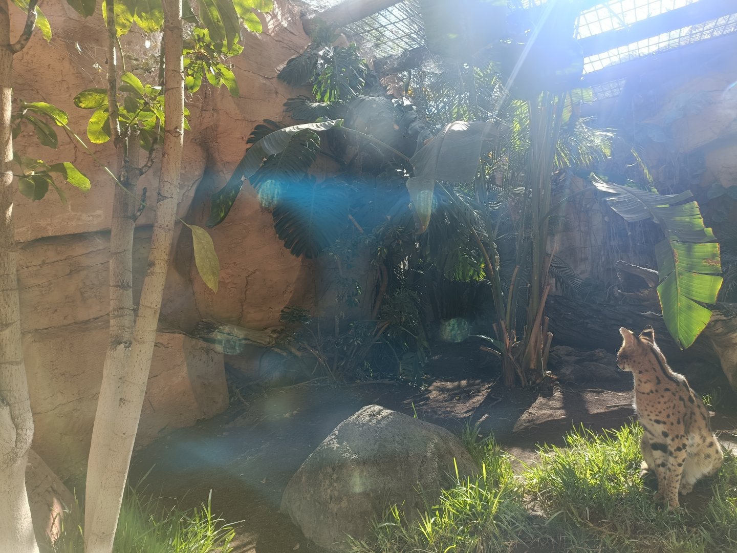 Serval exhibit
