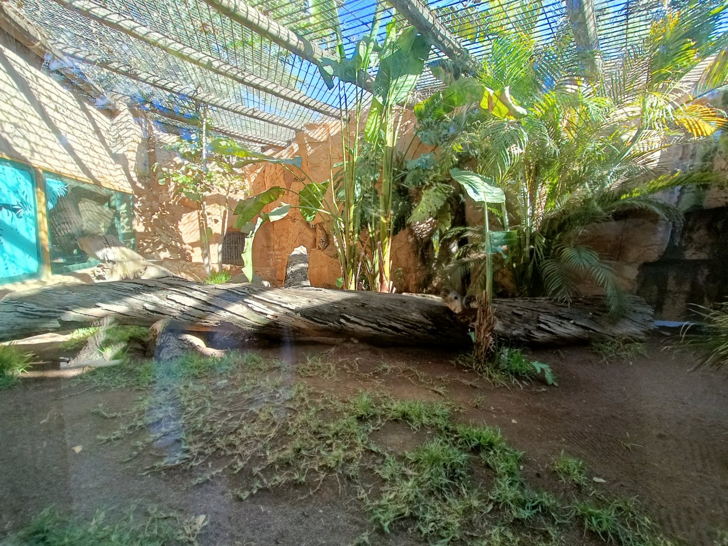 Serval exhibit