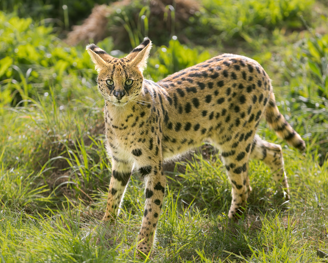 Serval (f) / Hamerton / 25-8-23