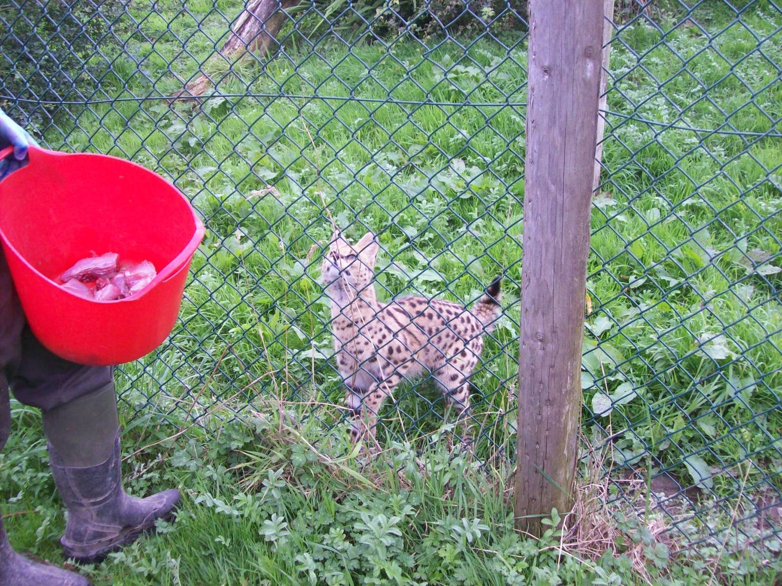 serval feeding