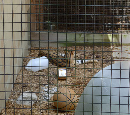 serval for education