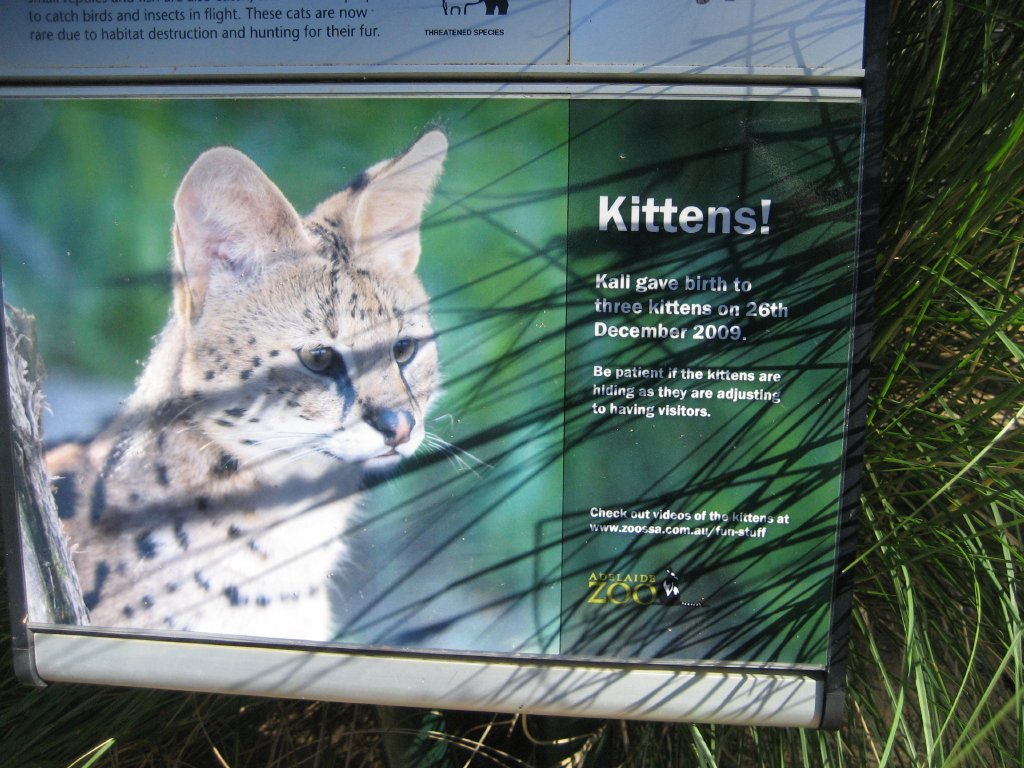 Serval graphic