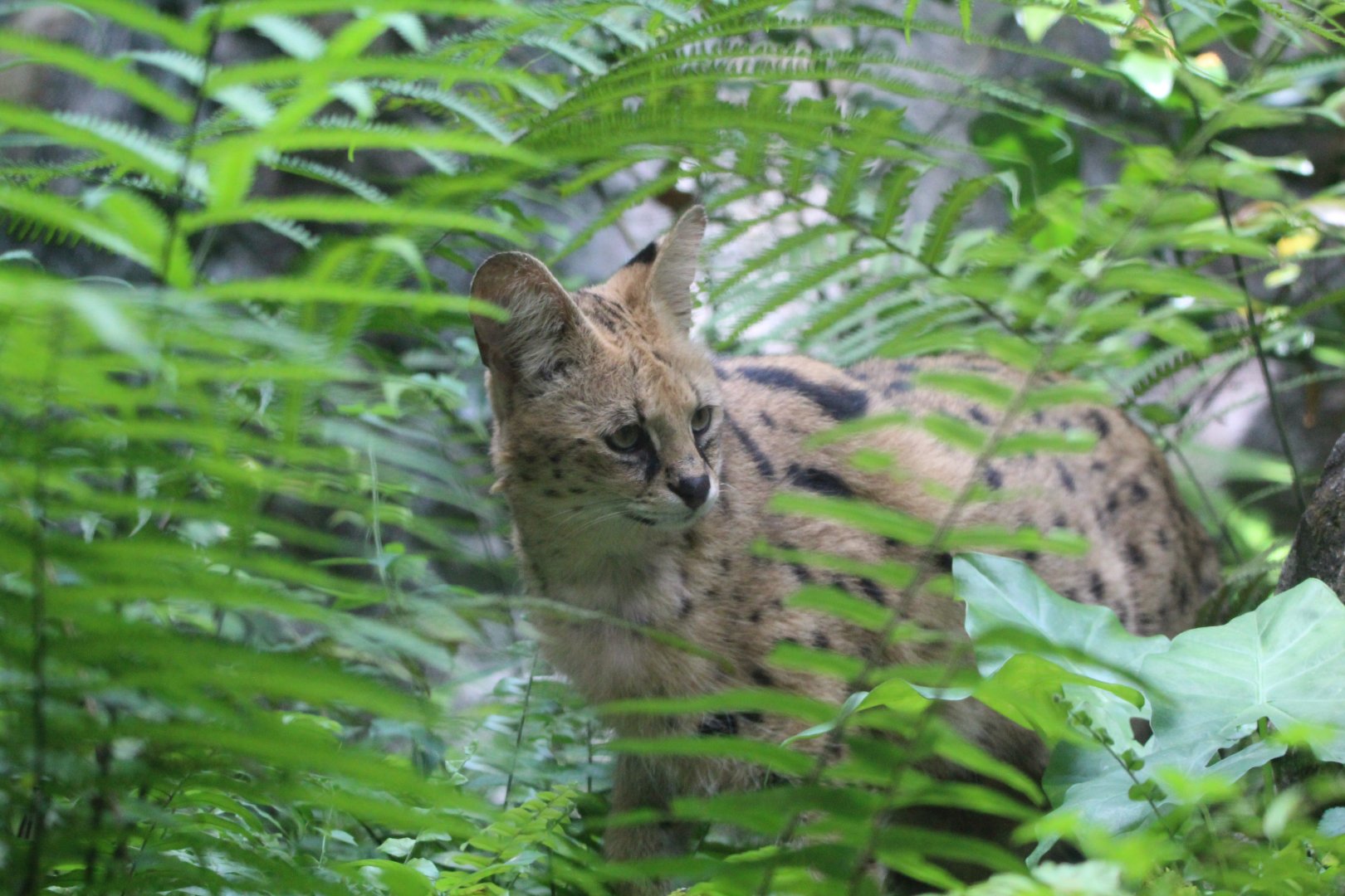 Serval - Great Rift Valley of Ethiopia