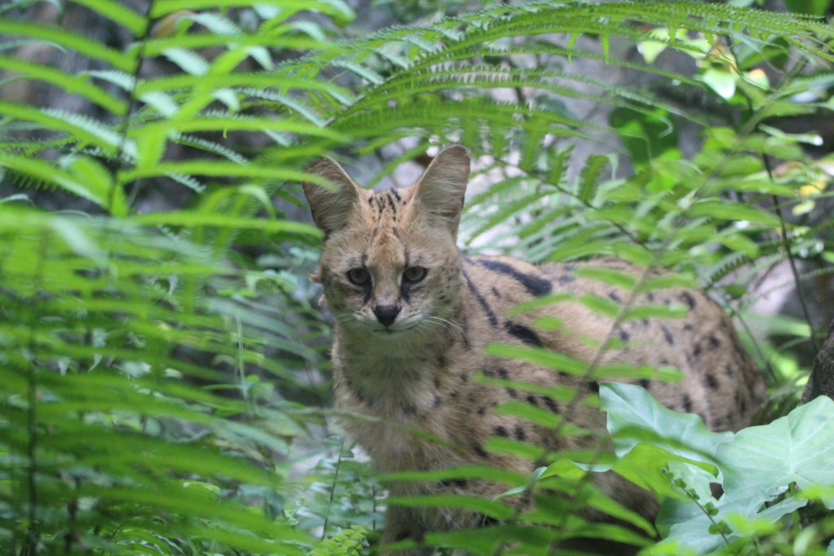 Serval - Great Rift Valley of Ethiopia