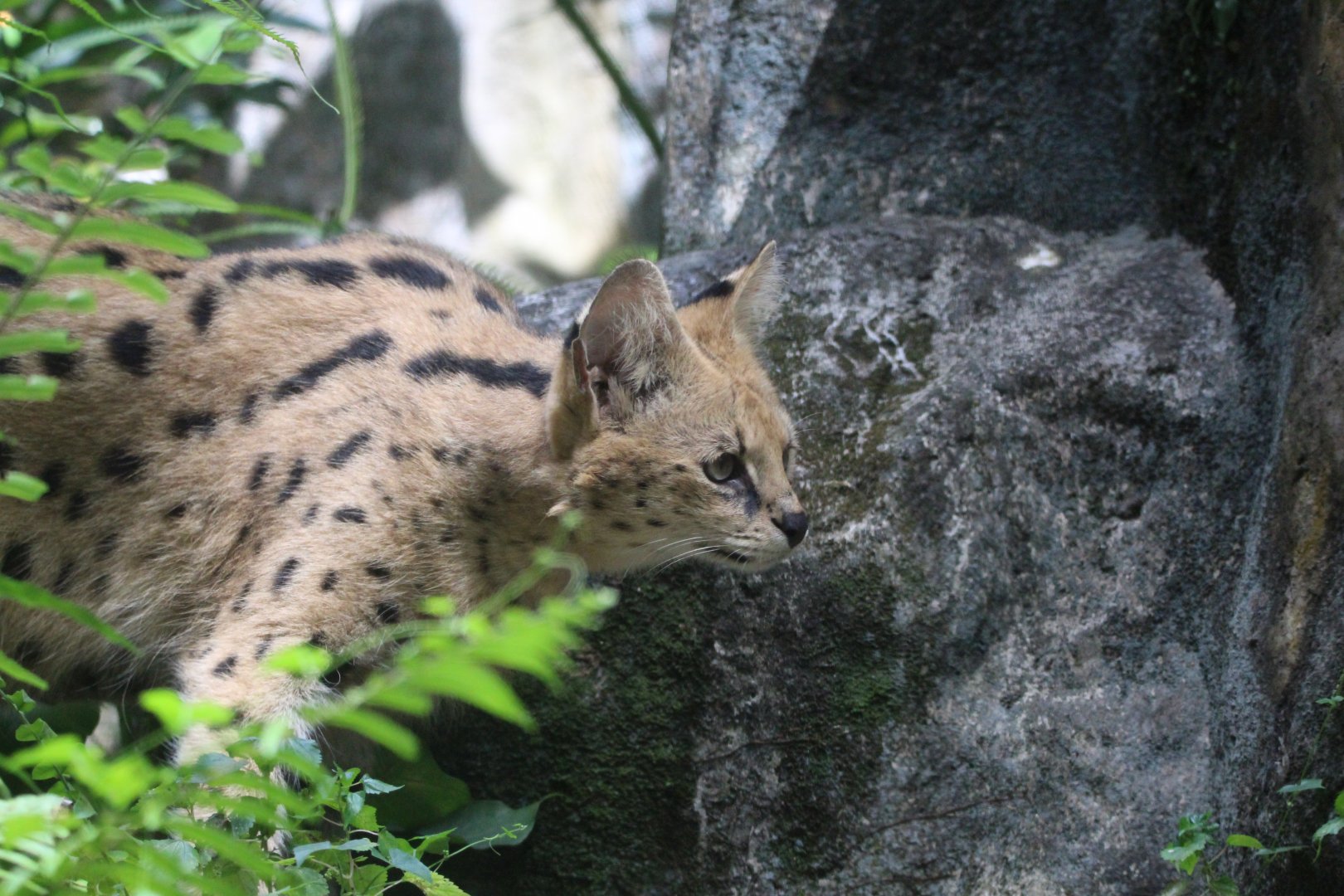 Serval - Great Rift Valley of Ethiopia
